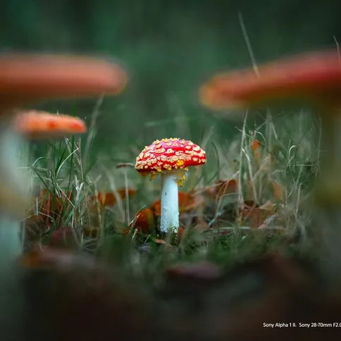 Sony-fe_2870mm-f2-GM_4.jpg