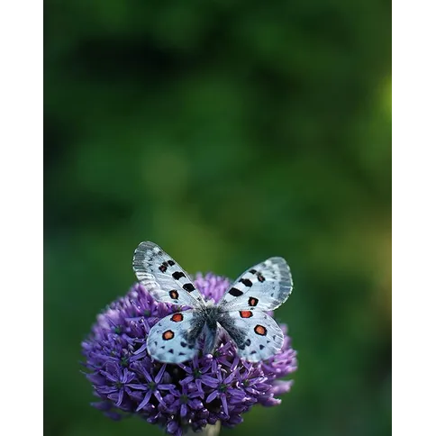 Zhongyi Mitakon 85mm F2 Fuji X 6.jpg