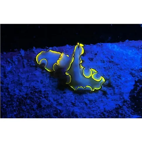 Sealife-Sea-Dragon-Fluoro-Dual-Beam-Light-Kit_5.jpg