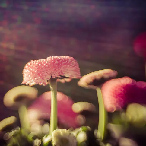 Lensbaby_composer-proii-sweet50-CanonRF-1.jpg