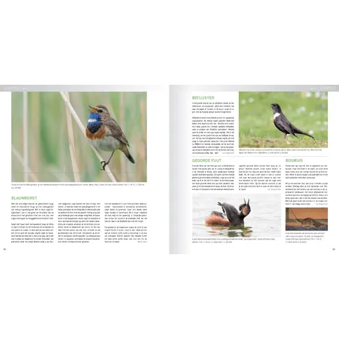 vogels_praktijkboek_natuurfotografie_jaarrond.jpg