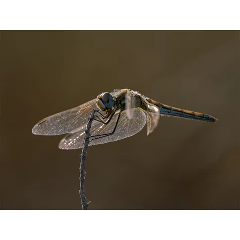OM-SYSTEM-100-400mm-II-12.jpg