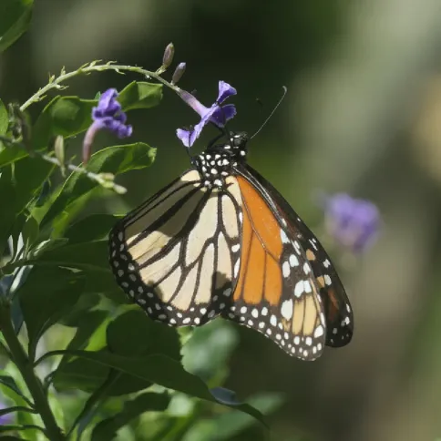 Panasonic Lumix DC-TZ300 zwart_11.webp