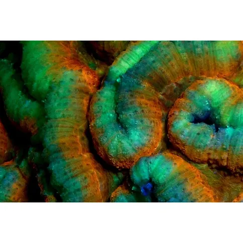 Sealife-Sea-Dragon-Fluoro-Dual-Beam-Light-Kit_8.jpg