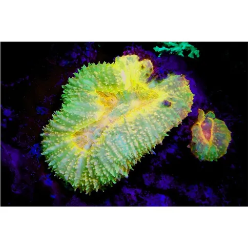Sealife-Sea-Dragon-Fluoro-Dual-Beam-Light-Kit_7.jpg