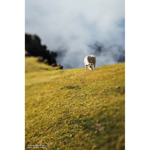 Lensbaby_composer_pro_ii_edge50_canon_RF3.jpg