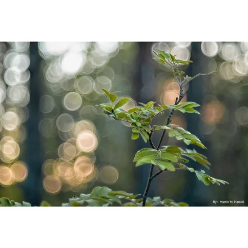 TTArtisan-100mm-F2-8-bubble-bokeh-Leica-M_8.jpg