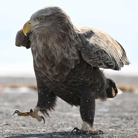 Nikon_Z180-600_5-6-6-3_5.jpg