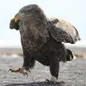 Nikon_Z180-600_5-6-6-3_5.jpg
