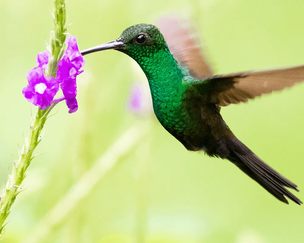 18-Erenal-Costa-Rica.png