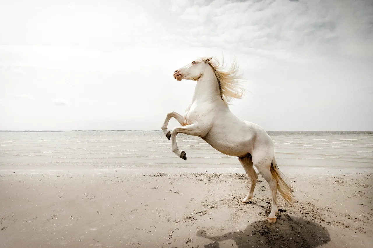 Surrealtische_beelden_Claire.webp