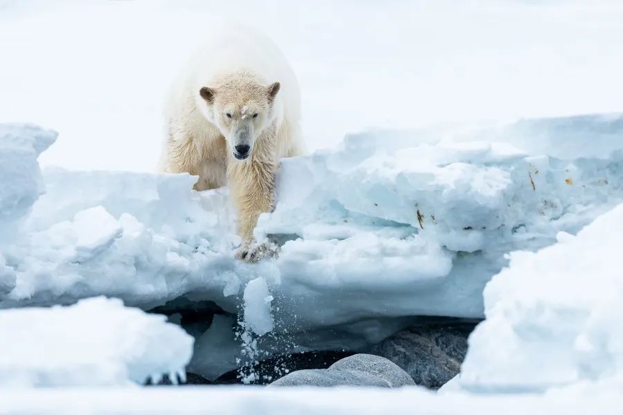 Interview_Piet_Bemd_wildlife_fotograaf_foto_5.jpg