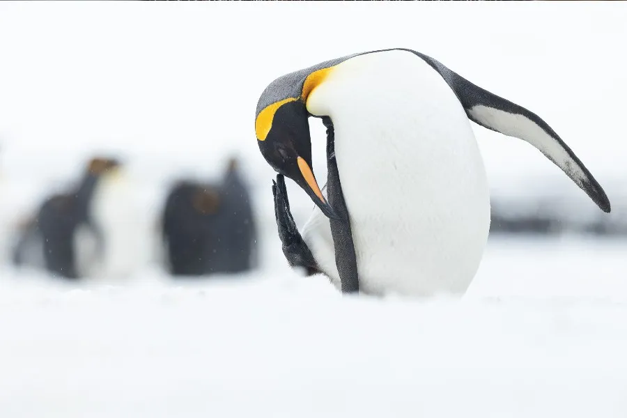 Interview_Piet_Bemd_wildlife_fotograaf_foto_11.jpg