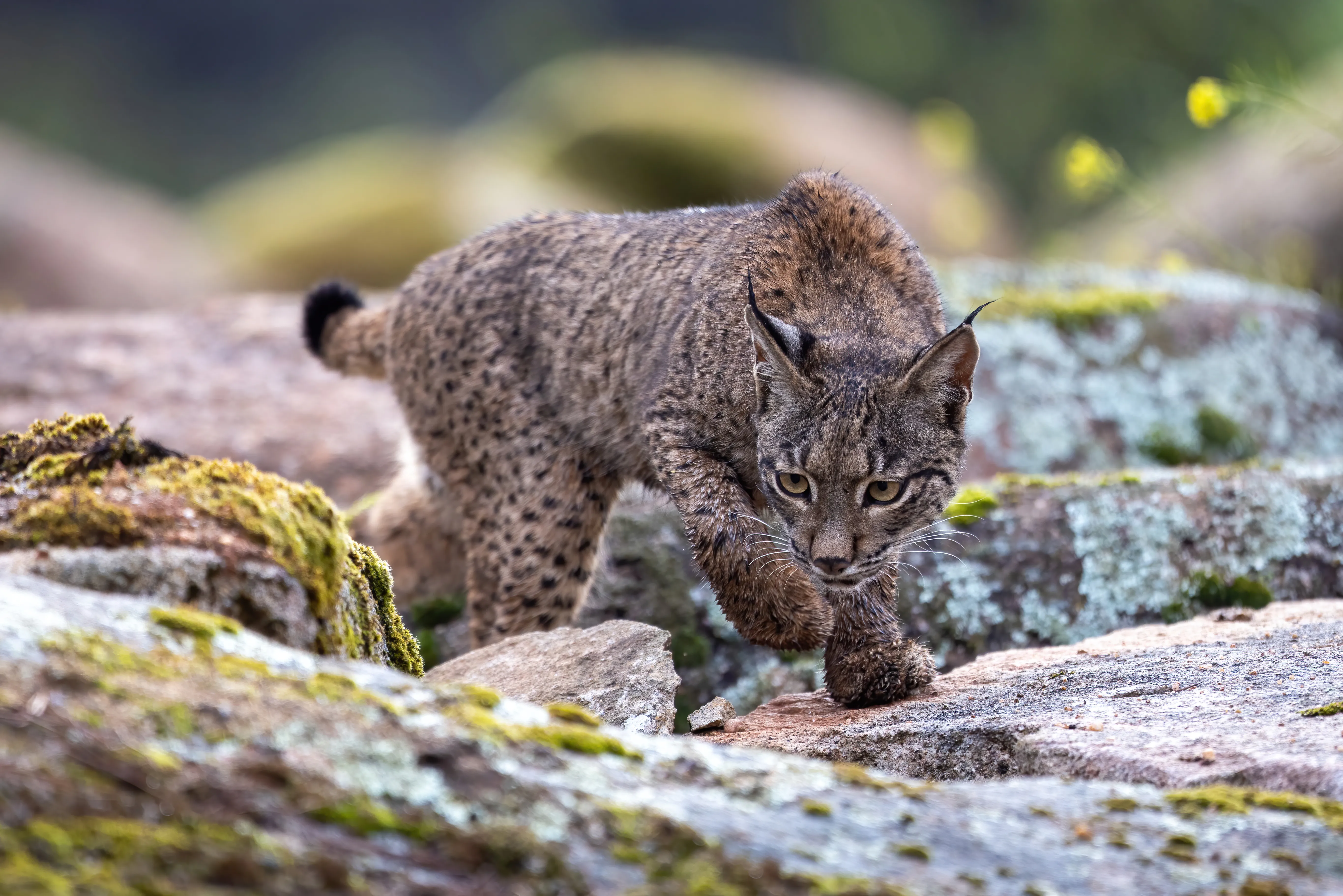 Lynx_Casper.jpg