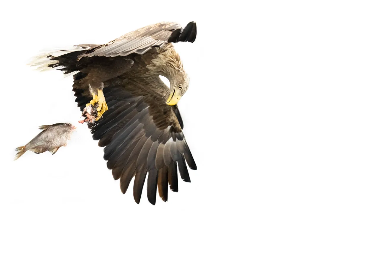 Eerste_keer_natuur_AlexPansier.webp