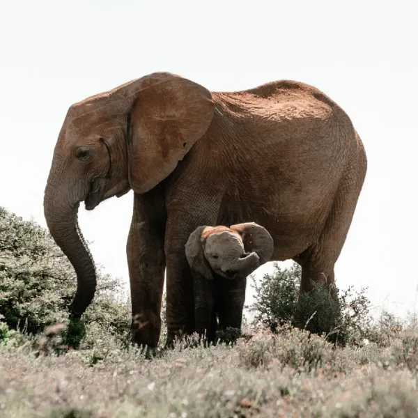 canon-wildlife.jpeg