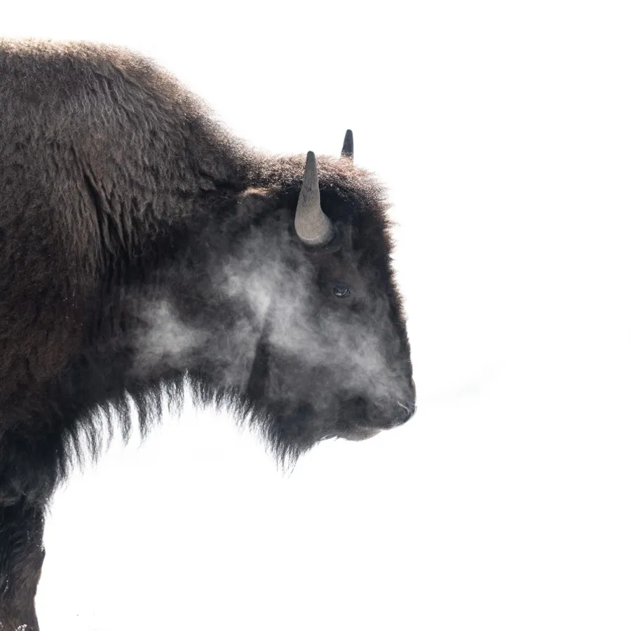 Alex_Pansier_Yellowstone_foto_2.jpg