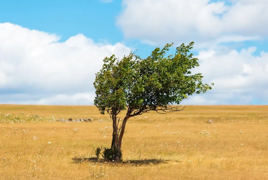 tree-1.jpg