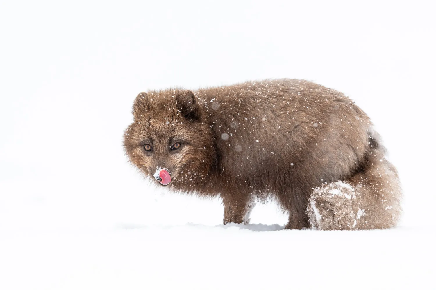 alex brackx  - Blue Arctic fox in Svalbard -0814.jpg