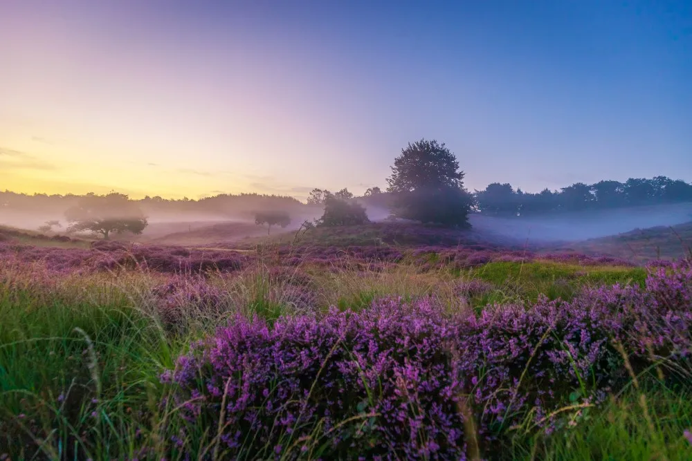 fotograferen-heide-2.jpg