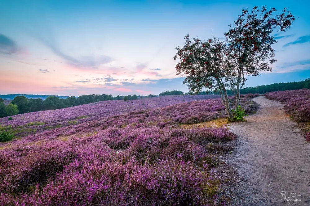 fotograferen-heide-3.jpg