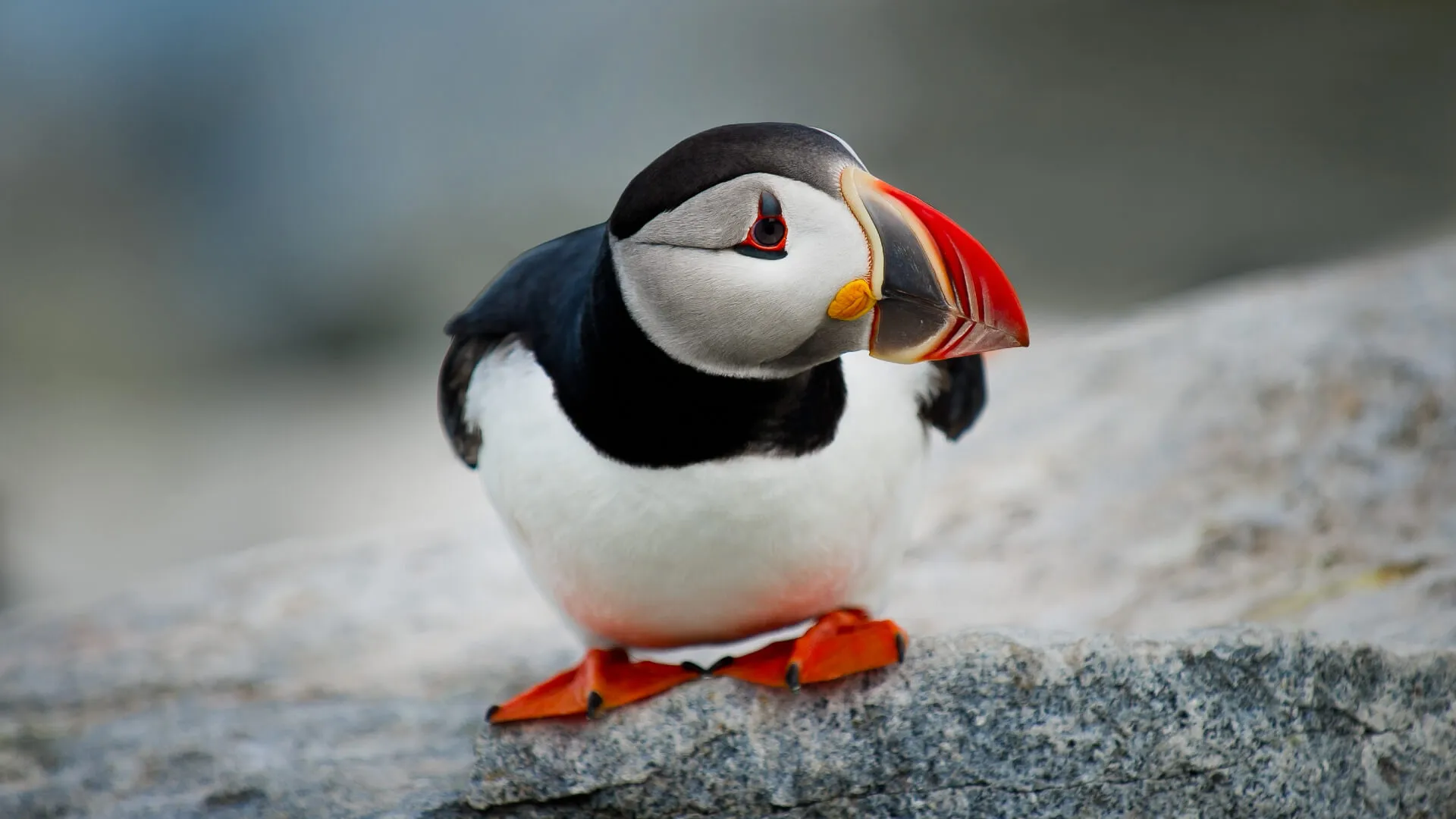 telelens-vogels-spotten-en-fotograferen.jpg