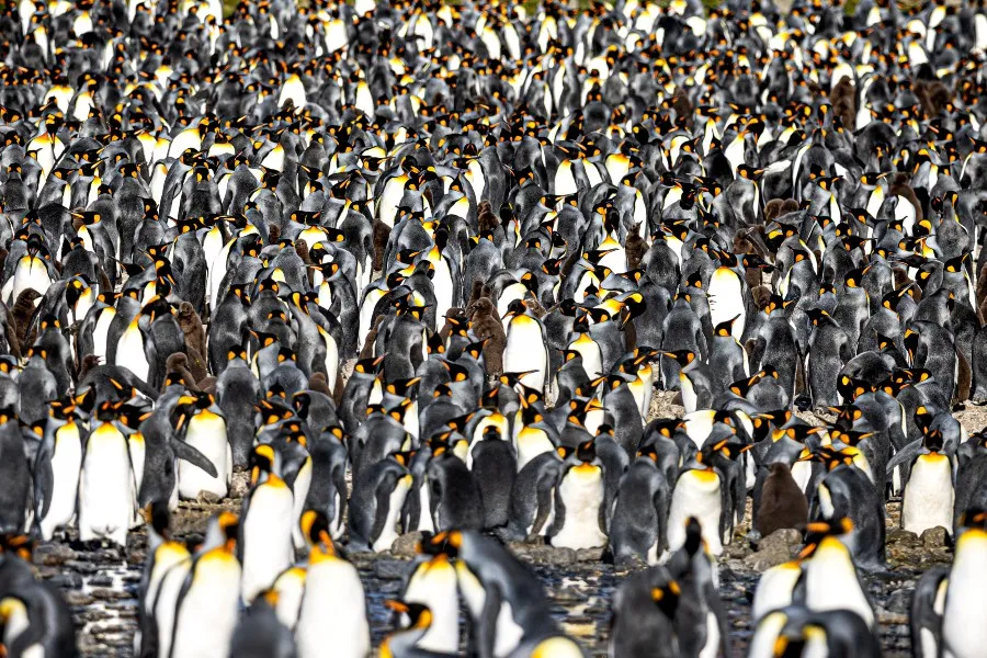 Interview_Piet_Bemd_wildlife_fotograaf_foto_13.jpg