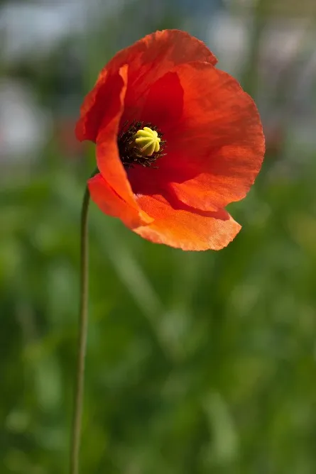 kelly-roest_1.jpg
