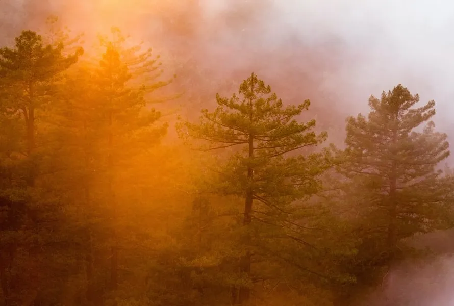 fog-2.jpg
