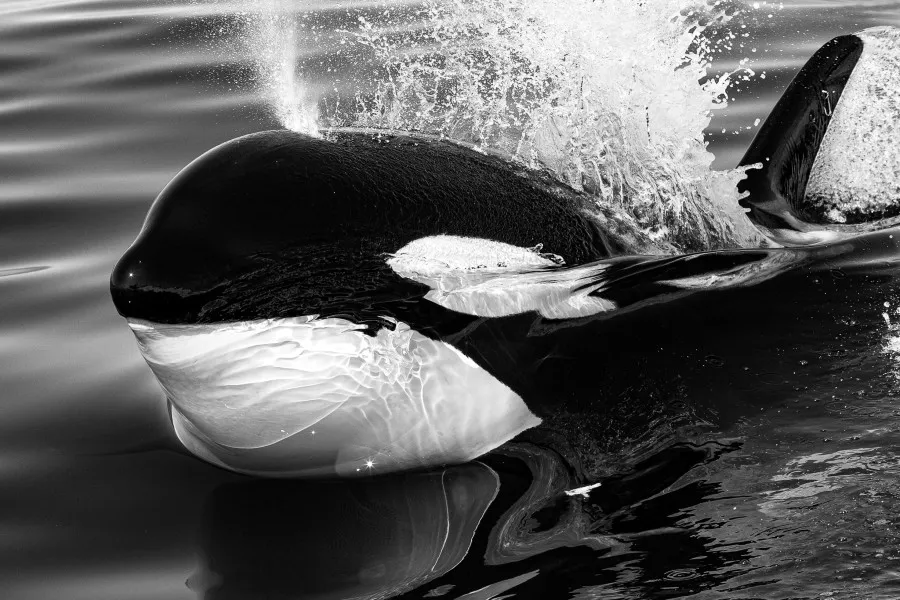 Interview_Piet_Bemd_wildlife_fotograaf_foto_2.jpg