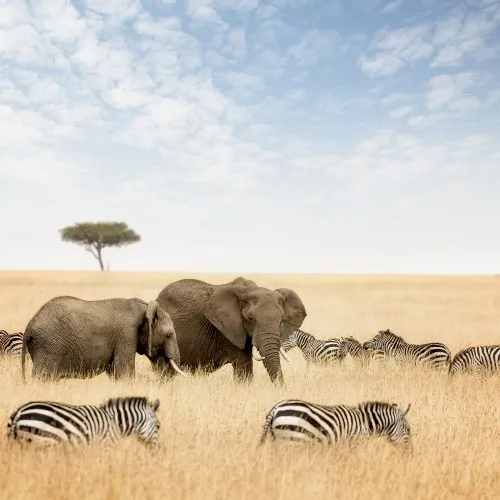 Inspo 1 Wildlife & vogel.jpg