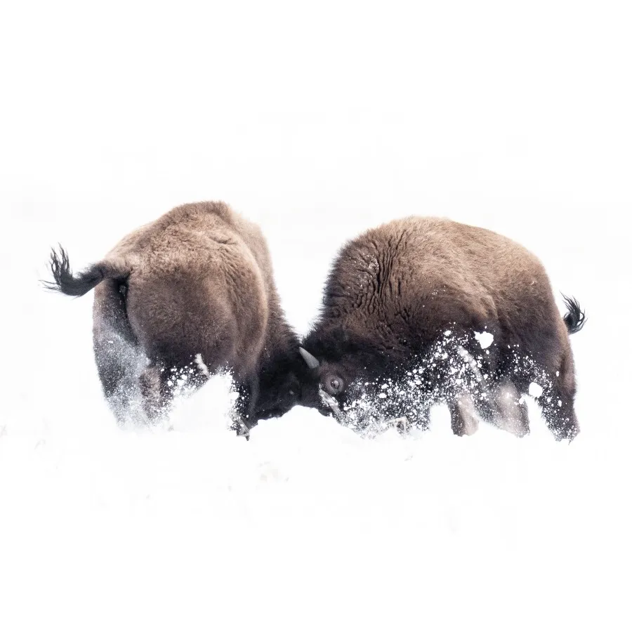Alex_Pansier_Yellowstone_foto_4.jpg