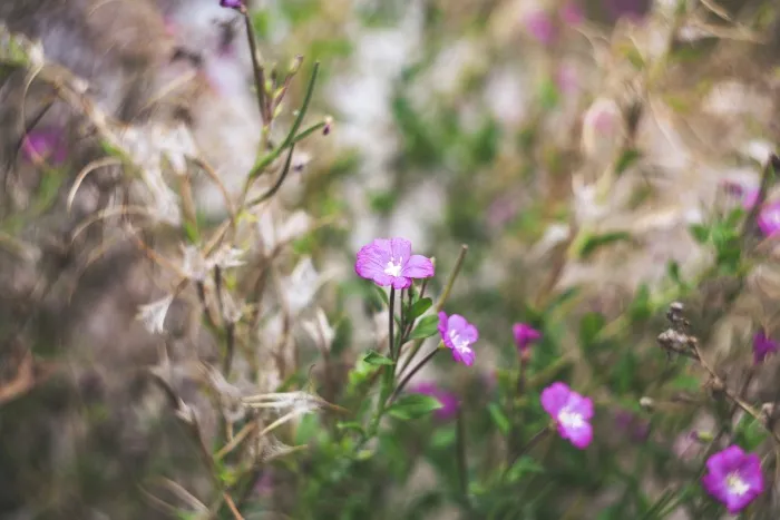 matige bokeh.jpg