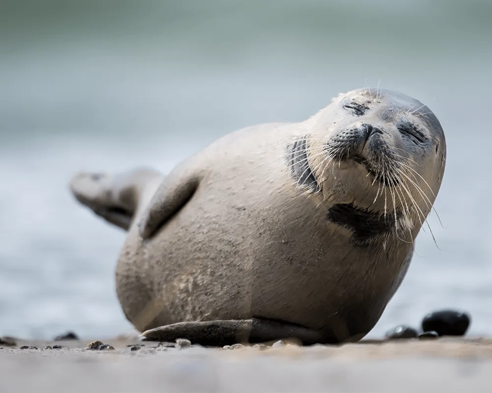7-Helgoland-Duitsland.png