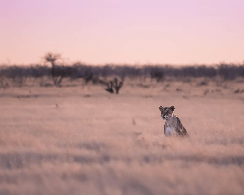 6-Onguma-Namibie.png
