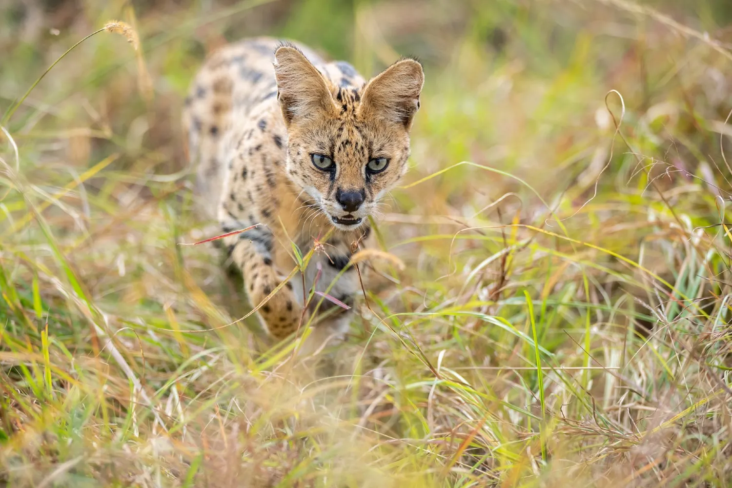 alex brackx  - Jagende Serval kat in Kenia -6185-2(1).jpg