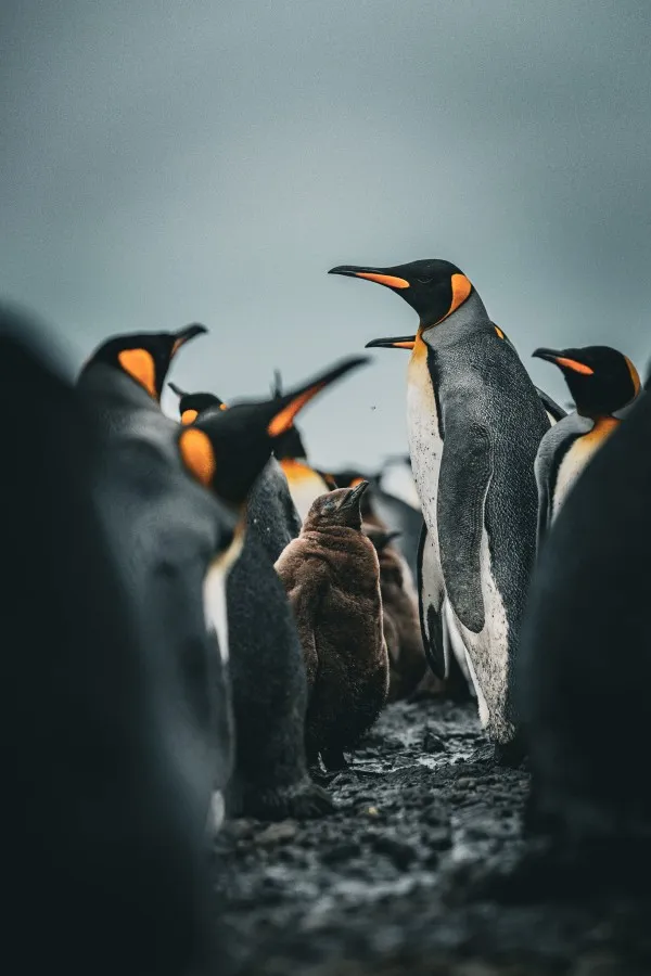 Interview_Piet_Bemd_wildlife_fotograaf_foto_8.jpg
