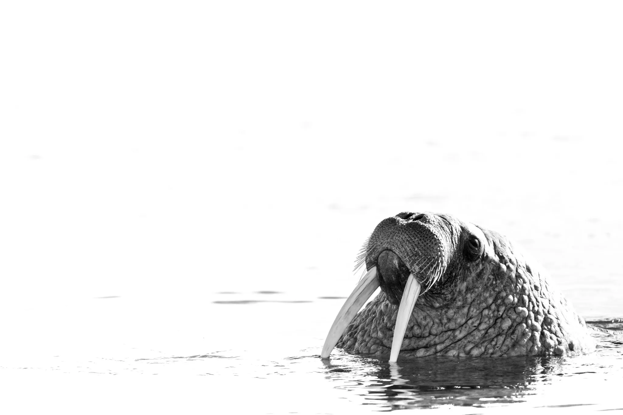 walrus-aangepast.webp