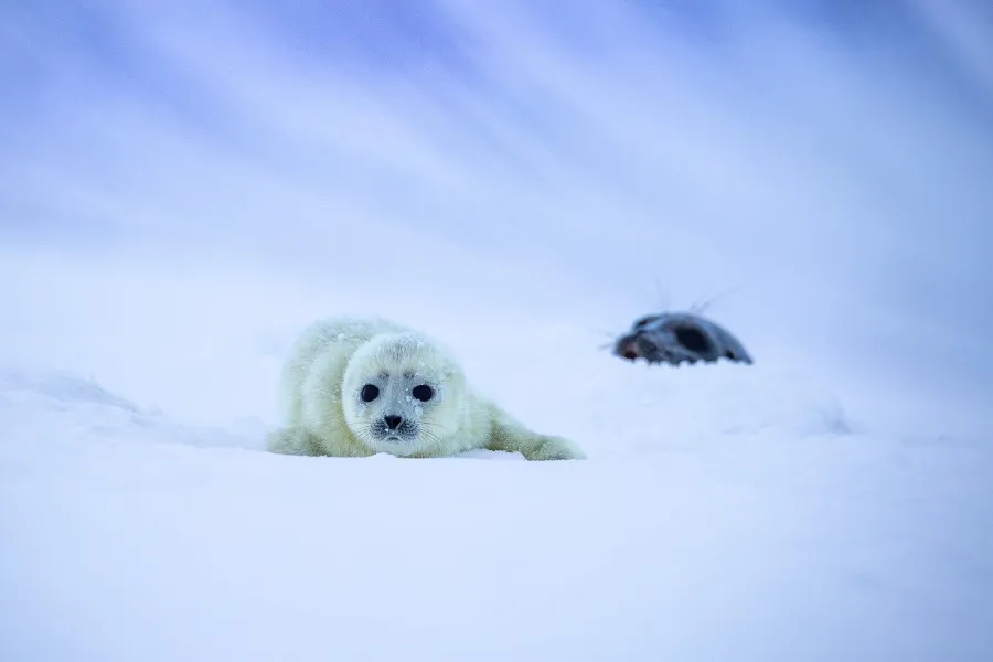 Interview_Piet_Bemd_wildlife_fotograaf_foto_6.jpg