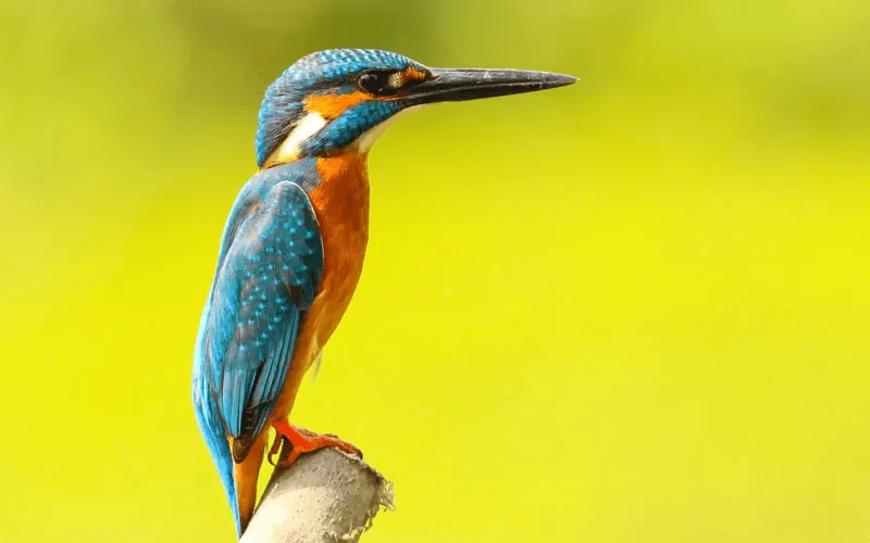 beste-apparatuur-vogelfotografie-1.jpg