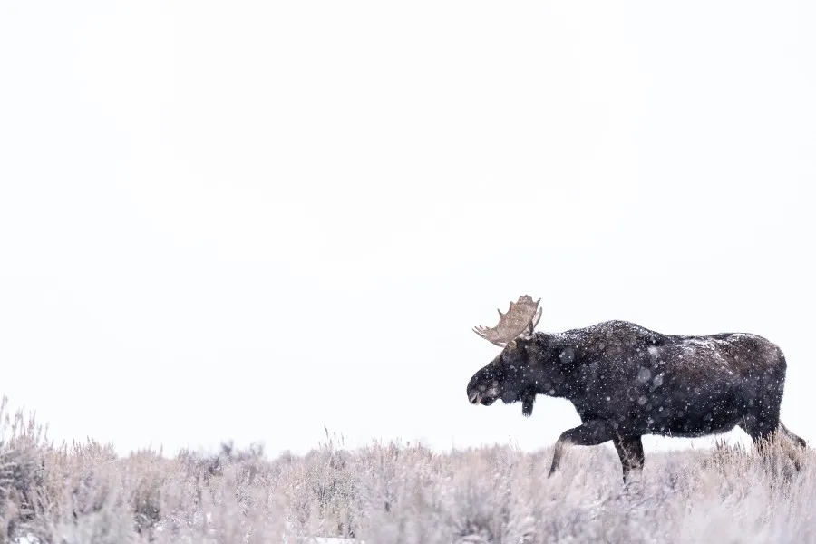 Alex_Pansier_Yellowstone_foto_1.jpg