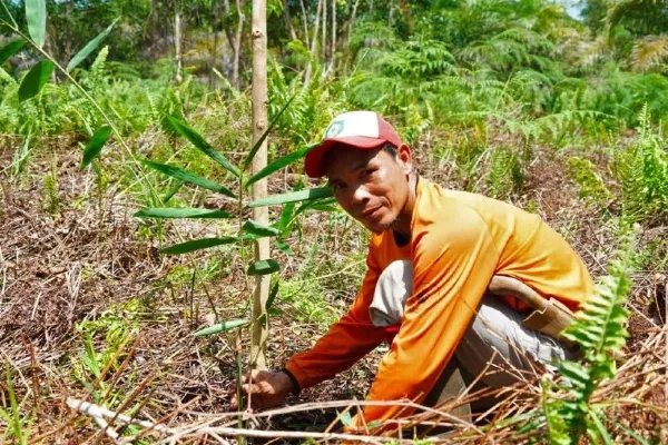 bosproject-regreener-indonesie.webp