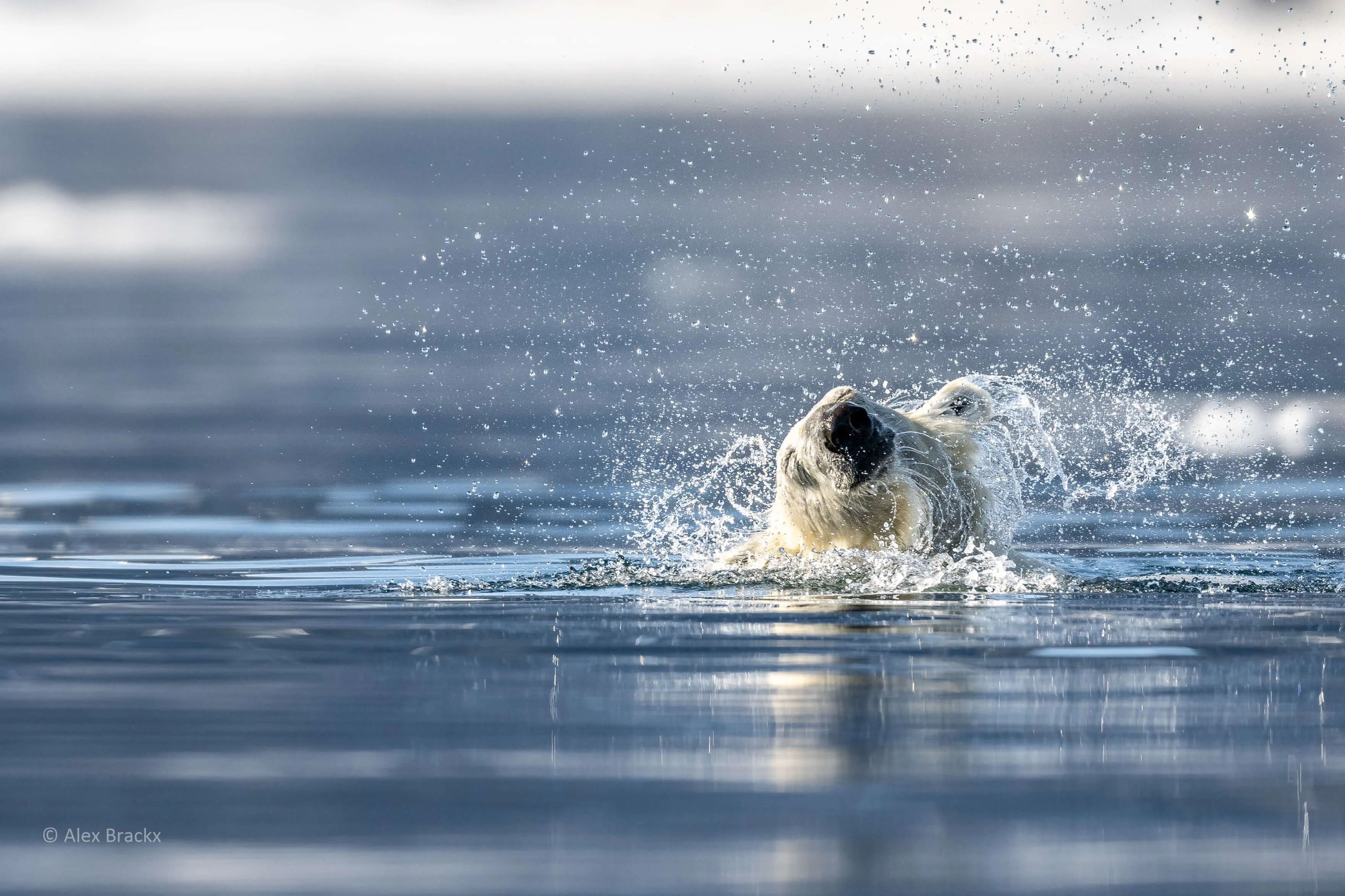 alex brackx  - ijsbeer in Spitsbergen -3482-2.jpg