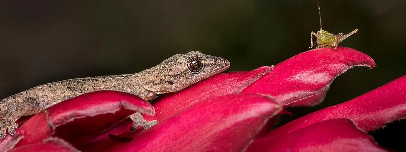 hero-macro-large.jpg