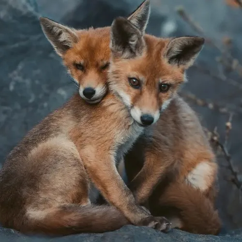 Inspo 2 Wildlife & vogel.jpg