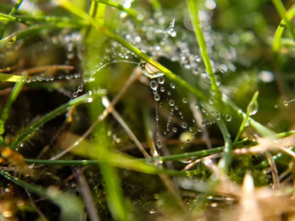 geschikte_statieven_macro_fotografie.jpg