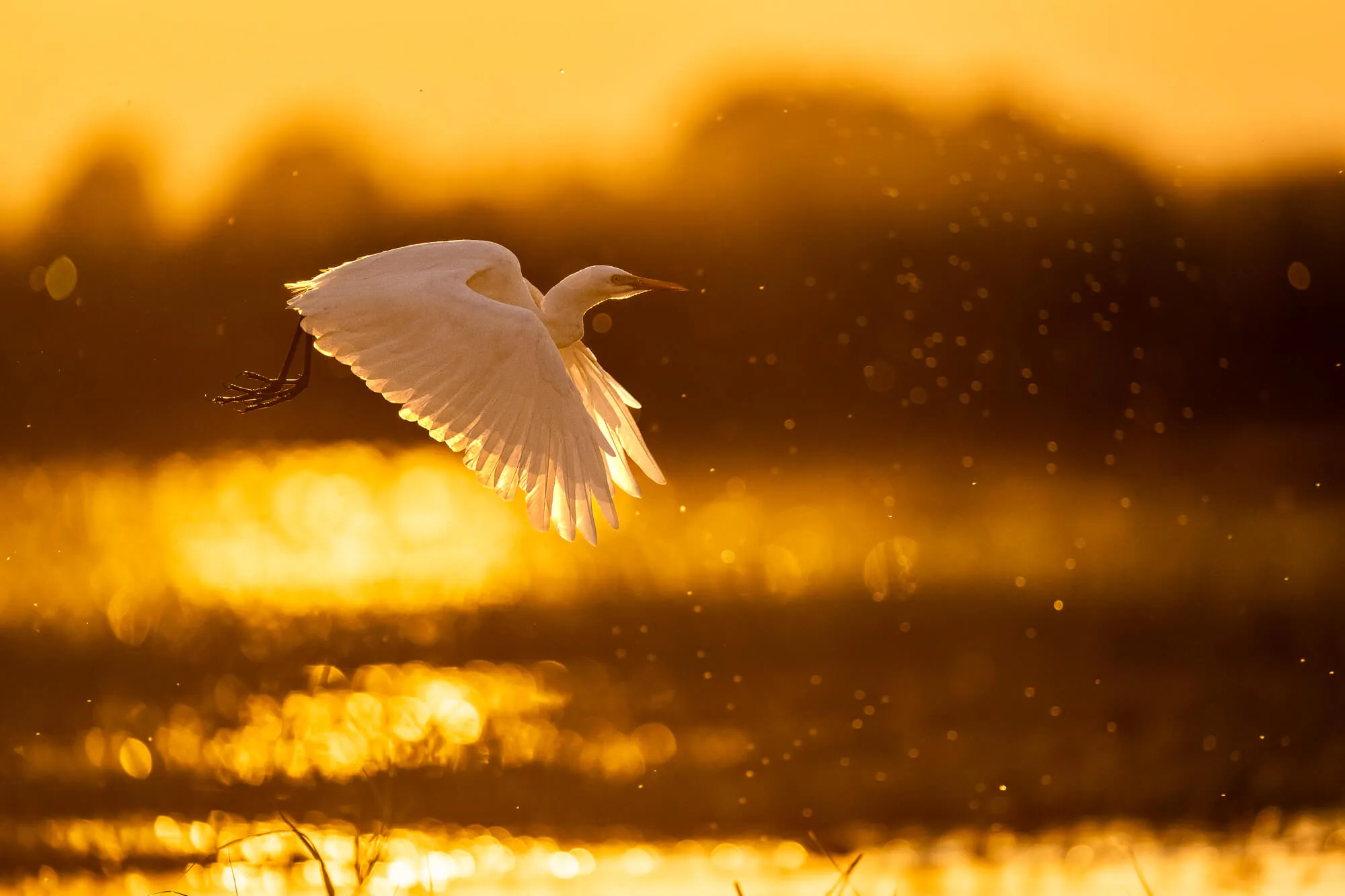 alex brackx  - Yellow-billed egret -8245.jpg