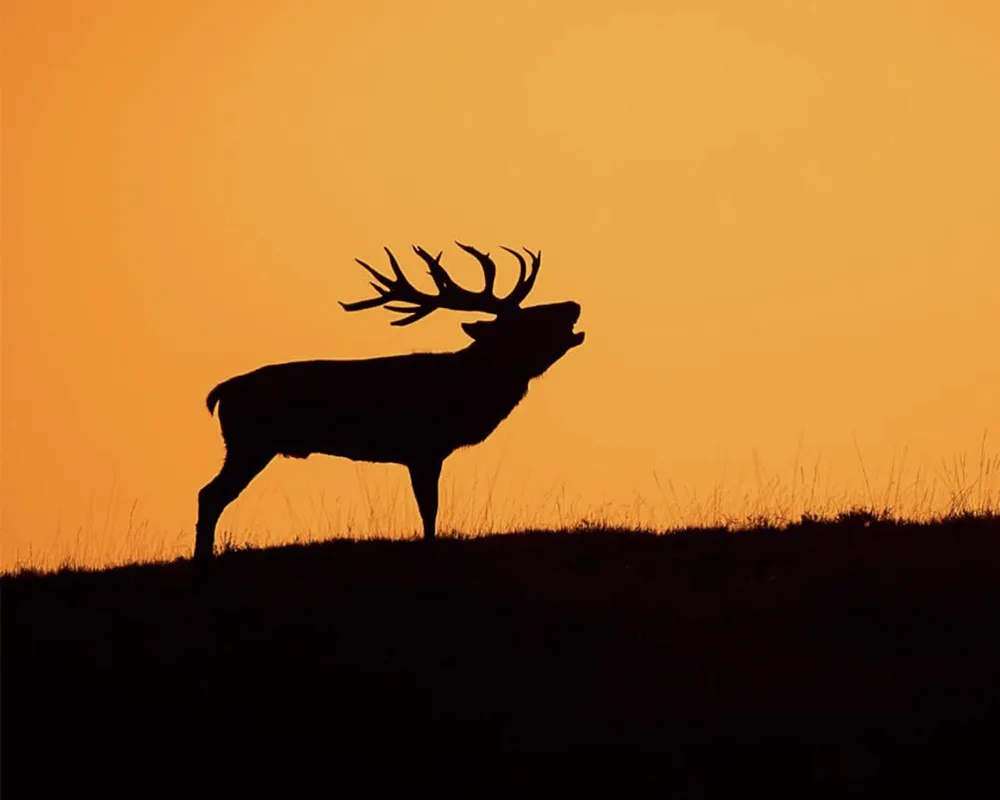4-Hoge-Veluwe.png