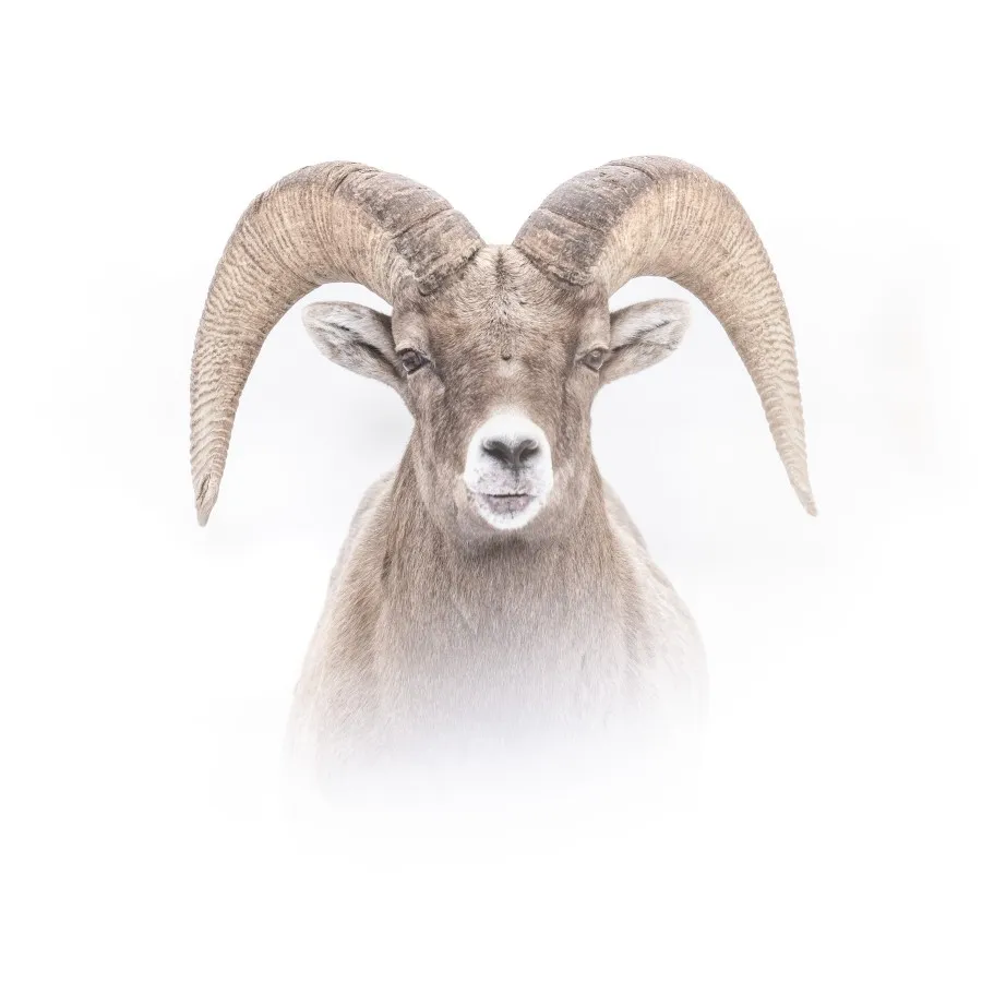 Alex_Pansier_Yellowstone_foto_3.jpg