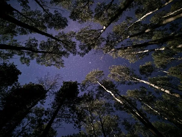 geschikte_statieven_bos_nacht_fotografie.jpg